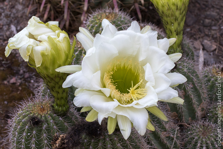 arizona garden